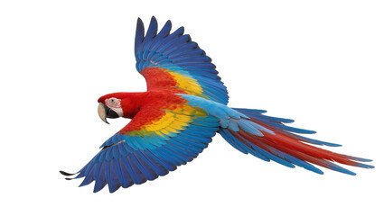 Vibrant red yellow and blue macaw parrot in flight, isolated on transparent background © Corotaev