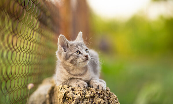 A cute gray kitten lies on a shell-stone surface outdoors and looking up; a summer portrait of a small cat on mesh background, rural scene