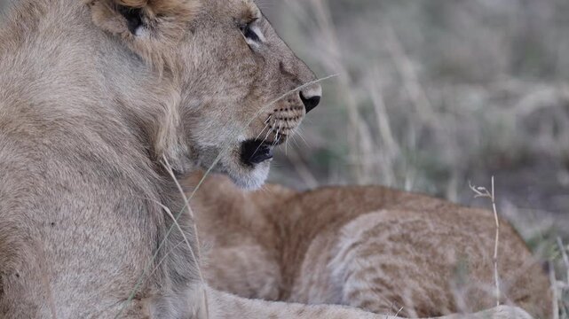 A close-up profile portrait of a subadult male African lion with a growing mane resting quietly in savannah - Masai Mara National Reserve, Kenya | African safari wildlife nature documentary 4K B-roll