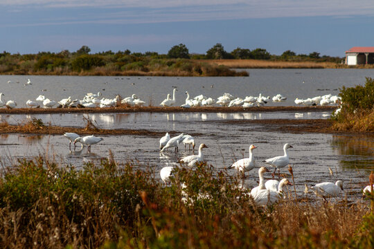 Snow geese and tundra swans gather along shallow marsh waters and grassy banks at Pea Island National Wildlife Refuge on North Carolina's Outer Banks, feeding and resting in their winter habitat.
