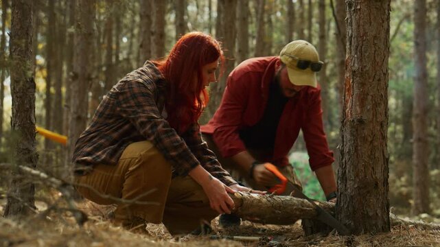 Campers saw a firewood log together in a pine forest, then inspect the cut wood and laugh after finishing their bushcraft task.