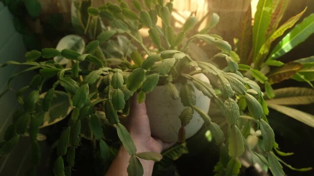 Woman spraying schlumbergera houseplant. Home gardening, plants care