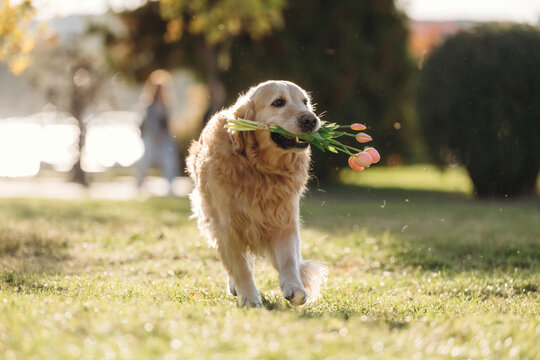 Golden retriever carrying a flowering branch through sunlit grass in a garden, with warm backlighting and soft background bokeh, outdoor animal portrait