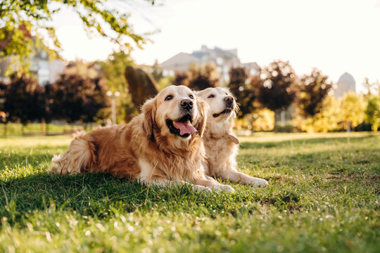 Two golden retriever dogs resting together on sunlit grass with trees and houses in the background, outdoor companion animal portrait