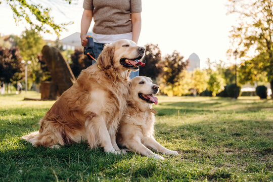 Two golden retriever dogs sitting on grass beside a partially visible person holding leashes in a sunlit residential park with trees and houses in background