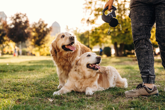 Two golden retrievers resting on grass beside a person holding leashes in a sunlit park with trees and distant architecture outdoors