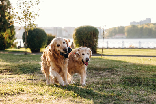 Two golden retriever dogs standing together in a sunlit grassy park beside a calm waterfront with trees and distant buildings in the background