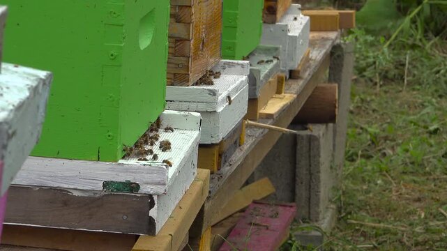 A side-angle medium shot of honey bees gathering and crawling at the white painted slot entrance of a green hive box on a summer day.