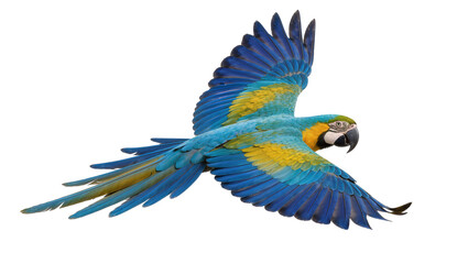 Blue and yellow macaw parrot in flight, isolated on transparent background © Iura