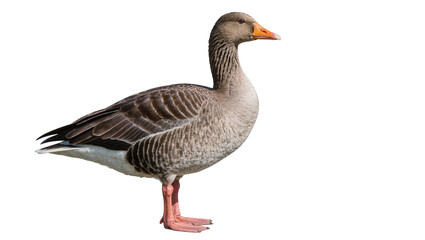 Gray goose standing with orange beak and feet, isolated on transparent background © Iura