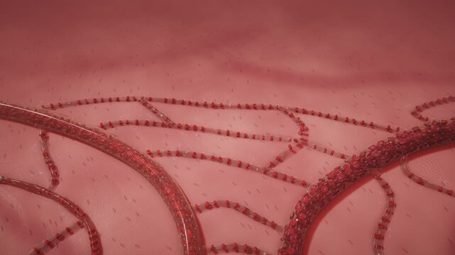 Red Blood Cells Flowing Through Capillaries Microcirculation Seamless Loop