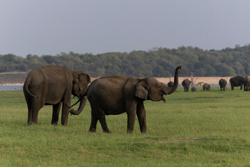 A family of wild elephants gathers in an open meadow, highlighting maternal care and herd communication across a vast natural environment. © Hai Nguyen Photograp