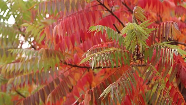 Orange, red and green leaves on tree branches in autumn. Aesthetics of autumn nature, fiery leaves of sumac. Long feathery leaves of various bright shades. Bright autumn leaves of sumac close up