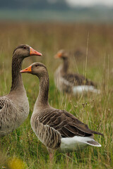 Geese looking different directions  © Luc DC