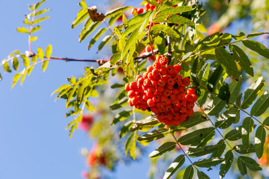 Bright red rowan berries cluster on mountain ash branch with green leaves against blue sky on sunny autumn day, nature background