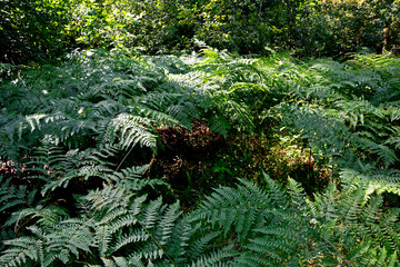 leśna paproć na leśnej polanie, orlica pospolita (Pteridium aquilinum), Bracken fern Pteridium aquilinum in the forest, bracken, brake, pasture brake, common bracken,  eagle fern  © kateej