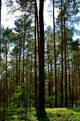 oświetlone słońcem wysokie sosny w lesie, letni krajobraz lasu sosnowego, sunlit tall pines in the forest, summer landscape of a pine forest,  © kateej