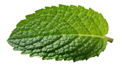 Vibrant green mint leaf with detailed texture, isolated on transparent background © Maria
