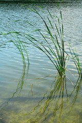 trzciny odbijające się w wodzie, trzciny rosnące w wodzie przy brzegu, trzcina pospolita, Phragmites australis, reeds reflected in the water's surface, Green reeds reflecting in water © kateej
