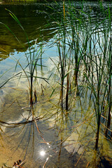 trzciny odbijające się w wodzie, trzciny rosnące w wodzie przy brzegu, trzcina pospolita, Phragmites australis, reeds reflected in the water's surface, Green reeds reflecting in water © kateej