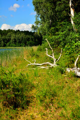 obumarłe, suche drzewo leżące na leśnej polanie nad jeziorem, a dead, dry tree lying in a forest clearing by a lake, © kateej