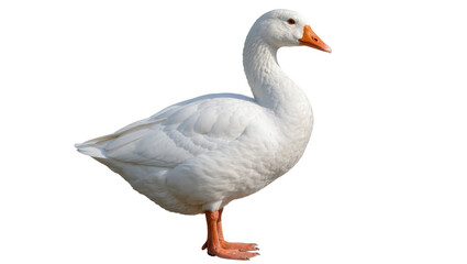 Majestic white goose with orange beak and feet, isolated on transparent background © Maria