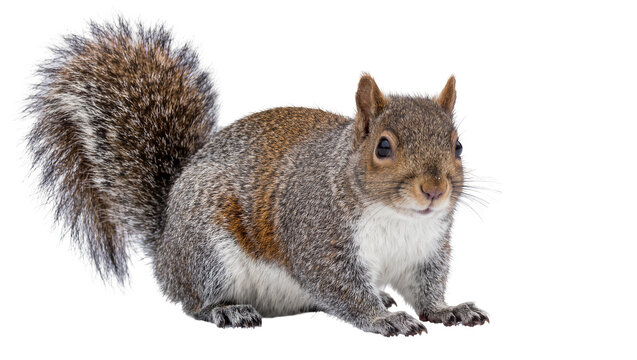 Fluffy grey squirrel with bushy tail, isolated on transparent background
