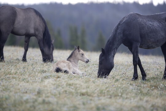 Wild horse foal resting in Wyoming