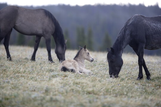 Wild horse foal resting in Wyoming