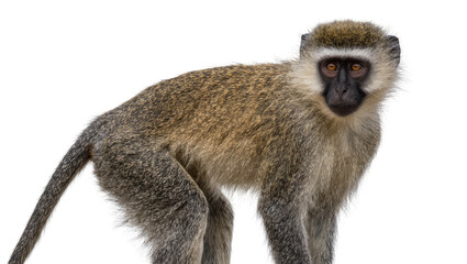 Vervet monkey with grey fur and dark face, isolated on transparent background © Maria