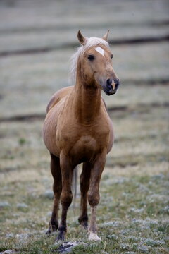 Wild horse in Wyoming