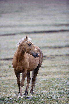 Wild horse in Wyoming