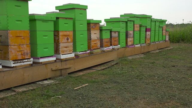 A wide shot showing a long line of stacked green and orange wooden beehive boxes sitting on an elevated stand with a swarm of bees buzzing around on a summer day.