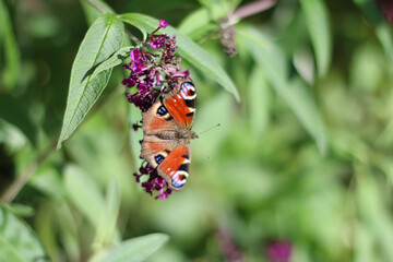 European peacock butterfly resting on purple buddleja flower bush in sunny garden with green foliage background showcasing colourful wings, insect wildlife, botanical nature, and summer flora asset. © Marianne