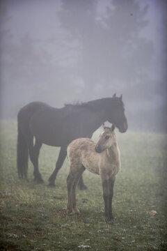 Wild mare and foal horses in the fog in Wyoming