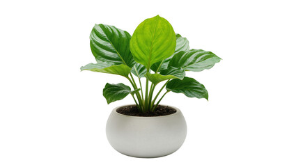 Lush green plant with striped leaves in a round white pot, isolated on transparent background © Veaceslav