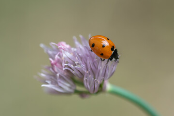 Macro shot of a ladybug resting on a delicate purple chive blossom against a smooth blurred green background © Elena