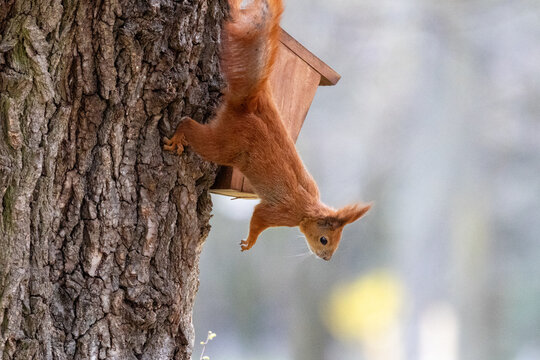 A close-up of a red fluffy squirrel (Sciurus vulgaris) clinging upside down to a tree trunk toward a squirrel feeder in side view to the camera lens on a sunny autumn day. Wildlife photography.