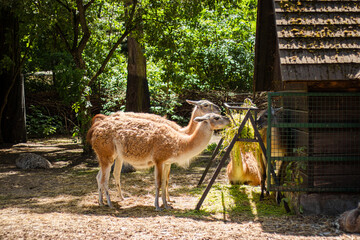 Two llamas standing beside a rustic wooden enclosure beneath leafy trees in a sunny outdoor animal habitat © Anastasiia