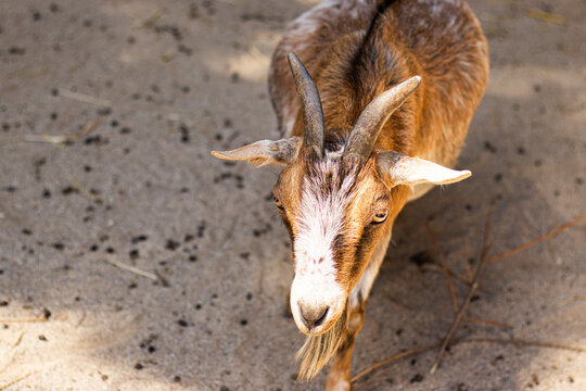 Brown and white goat with curved horns and beard standing on textured ground in an outdoor enclosure, viewed from above as a farm animal portrait