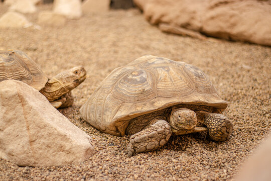 Tortoise resting on fine gravel beside rocks with a second tortoise in the background, showing patterned shell and textured legs in a dry habitat