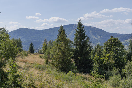 Green trees on the mountainside