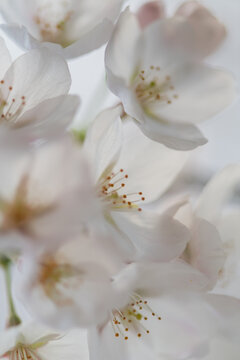 dreamy white cherry blossom close up
