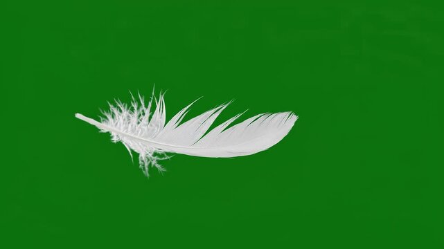 Soft white and brown bird feathers floating and drifting gently down against a vibrant green screen background. Perfect for pillow softness, gentle motion, and delicate overlays.