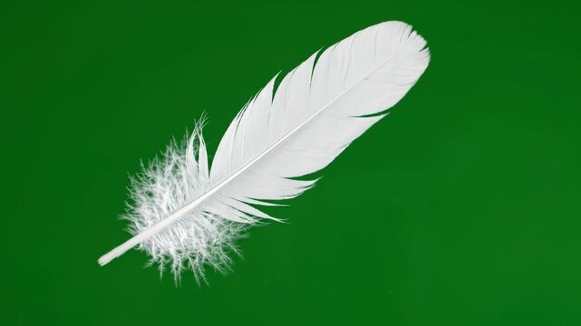 Soft white and brown bird feathers floating and drifting gently down against a vibrant green screen background. Perfect for pillow softness, gentle motion, and delicate overlays.