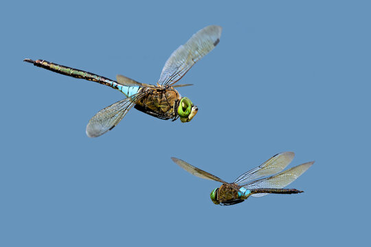 Flugstudie der Kleinen K&ouml;nigslibelle (Anax parthenope), klassisches Composing aus 7m Distanz
