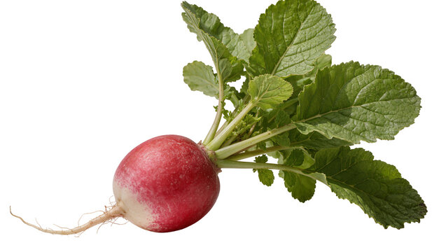 Round red radish with green leafy tops, isolated on transparent background