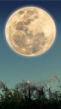 夜空に浮かぶ大きな満月とススキの穂のお月見十五夜風景