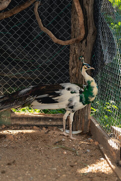 Elegant peacock standing on earth ground outdoors with trees and plant foliage behind a metal wire fence