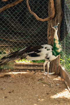 Elegant Malayan Peacock Pheasant with Bright Green and White Plumage Standing in Artistic Enclosure Near Tree and Mesh Background